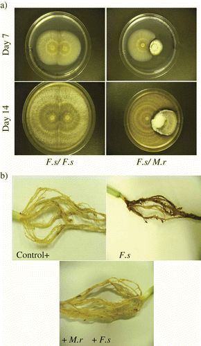 Fig. 1. Images of dual plate cultures of Metarhizium robertsii (M.r) and Fusarium solani (F.s) and biocontrol of F. solani by M. robertsii on bean root. (a) Dual plate assays showing antagonistic activity of M. robertsii on F. solani on day 7 and 14. In each photo, a zone of F. solani clearing is evident at the colony interface. (b) Images of bean root rot caused by F. solani after four weeks. Roots were obtained from control plants, F. solani treatment and M. robertsii + F. solani treatments.