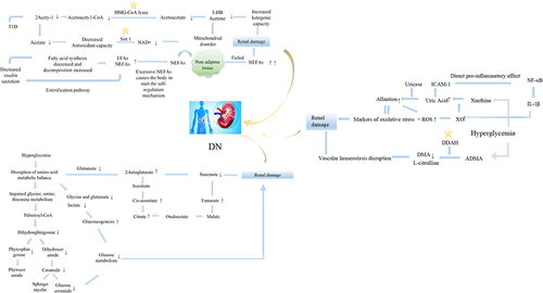 Figure 4 Metabolic pathways involved in the pathogenesis of DN. Star symbols represented potential therapeutic targets; ↑ or ↓ indicated the upward or downward trend of corresponding analytes.