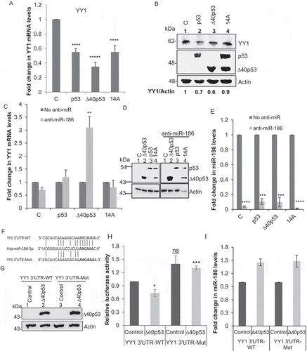 Figure 2. Overexpression of ∆40p53 downregulates YY1 expression by upregulating miR-186-5p
