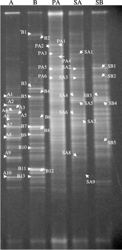 Figure 1  Denaturing gradient gel electrophoresis pattern of the bacterial communities in Mn nodules and the reference soil samples in rice field soils. A, Mn nodules at site A; B, Mn nodules at site B; PA, plow layer soil of site A; SA, subsoil of site A; SB, subsoil of site B. Sites A and B were located in Fujita Omagari and Fujita Nishiki-rokku, respectively.