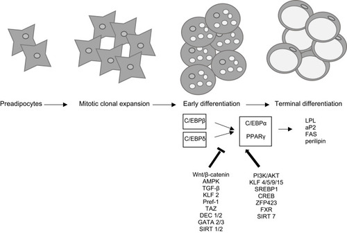 Figure 1 Stages and molecular regulation of adipogenesis.