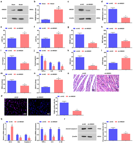 Figure 4. Reduced HDAC1 or HMGB1 attenuates sepsis in mice. a-d. HMGB1 expression in myocardial tissues of septic mice after down-regulating HMGB1; e. LVEF value in mice with sepsis after down-regulating HMGB1; f. LVFS value of mice with sepsis after down-regulating HMGB1; g. Serum HMGB1 level of mice with sepsis after down-regulating HMGB1; h. Serum BNP level of mice with sepsis after down-regulating HMGB1; i. Serum cTnI level of mice with sepsis after down-regulating HMGB1; j. Serum TNF-α, IL-6 and IL-1β levels of mice with sepsis after down-regulating HMGB1; k. Serum ROS level of mice with sepsis after down-regulating HMGB1; l. SOD activity in myocardial tissues of mice with sepsis after down-regulating HMGB1; m. MDA content in myocardial tissues of mice with sepsis after down-regulating HMGB1; n. GSH-Px in myocardial tissues of mice with sepsis after down-regulating HMGB1; o. HE staining of myocardial tissues of mice with sepsis after down-regulating HMGB1; p. TUNEL staining of myocardial tissues of mice with sepsis after down-regulating HMGB1; q. TNF-α, IL-6, IL-1β, Bcl-2, Bax and Caspase-3 mRNA expression levels in myocardial tissues of mice with sepsis after down-regulating HMGB1; r. cleaved Caspase-3 protein level in myocardial tissues of mice with sepsis after down-regulating HMGB1. The data were all measurement data, and represented by the mean ± standard deviation; # P < 0.05 vs. the sham group; * P < 0.05 vs. the sh-NC group.