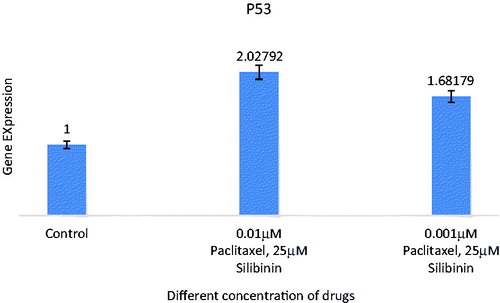 Figure 5. Expression analysis of combination of silibinin and paclitaxel on expression of P53 (TP53) tumour suppressive gene by real time PCR analysis. All data were normalized to β-actin gene expression: results related to increase in P53 gene expression with paclitaxel and silibinin combination treatment after 48 h.