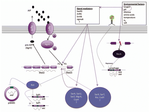 Figure 1 Regulation of se transcription in S. aureus. Black arrows represent identified direct regulation, while dashed purple arrows indicate potential regulatory pathways. The individual regulators and regulatory pathways are described in the text.Citation66 AIP, autoinducing peptide.