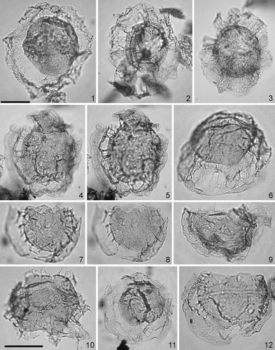 Plate 5. Scale bars represent 40 μm; scale bar in figure 1 applies to specimens 1 and 2; scale bar in figure 10 applies to all the other specimens. The photomicrographs were all taken using plain transmitted light. Figure 1. Thalassiphora pelagica (Eisenack 1954) Eisenack & Gocht 1960. Sample OH 14, slide 1, EF Z56/1. Specimen in ventral view, low focus on the precingular archeopyle. Figure 2. Thalassiphora patula (Williams & Downie 1966) Stover & Evitt Citation1978. Sample OH 18 slide 1, EF V35/2. Specimen in ventral view, low focus on the precingular archeopyle. Figure 3. Turbiosphaera galatea Eaton 1976. Sample OH 0, slide 1, EF D52. Specimen in ventral view, low focus on the precingular archeopyle. Figures 4, 5. Glaphyrocysta castelcasiensis (Corradini Citation1973) Michoux & Soncini in Fauconnier & Masure 2004. Sample OH 4, slide 1, EF O39. Specimen in dorsal view, 4 – dorsal surface, 5 – median focus showing the ectophragm, displaced operculum and processes. Figure 6. Glaphyrocysta semitecta (Bujak in Bujak et al. 1980) Lentin & Williams 1981. OH 0, slide 1, EF Q36/3. Specimen in ventral view, dorsal surface. Figures 7, 8. Riculacysta amplexa Kirsch Citation1991. Sample OH 5, slide 1, EF 54/4. Specimen in dorsal view, 7 – high focus, 8 – low focus showing the apical archeopyle and short processes connecting ventrally the central body with the ectophgragm. Figure 9. Senoniasphaera inornata (Drugg Citation1970) Stover & Evitt Citation1978. Sample OH 7, slide 1, EF O45. Specimen in dorsal view, high focus. Figure 10. Riculacysta sp. cf. Riculacysta sp. A of Kirsch Citation1991. Sample OH 0, slide 1, EF S36/2. Specimen in ventral view, high-median focus. Note the perforate ectophragm bearing short processes. Figure 11. Glaphyrocysta expansa (Corradini Citation1973) Roncaglia & Corradini Citation1997. Sample OH 4, slide 2, EF X52/2. Note the apical archeopyle and operculum in situ. Figure 12. Glaphyrocysta perforata Hultberg and Malmgren 1985. OH 0, slide 1, EF U41/3. Specimen in dorsal view, ventral surface.