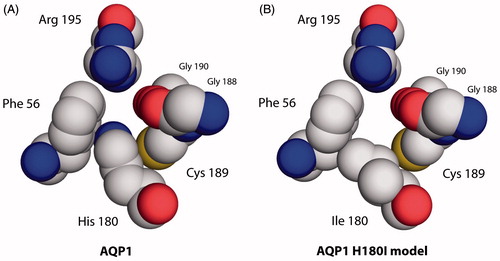Figure 4. Aromatic/arginine constrictions of water-selective rAQP1 and its methylamine-permeable rAQP1 mutant H180I. Extracellular view, spacefilling representation based on the crystal structure of bovine AQP1 (PDB: 1J4N).
