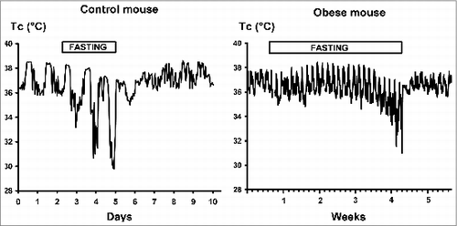 Figure 2. Daily body core temperature (Tc) of control mice (Group-1, left panel) and obese mice (Group-2, right panel) before, during and after fasting lasting for 3 days or for 26 days, respectively. Single mouse experiments (one-hour averages) are shown.