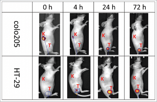 Figure 5. Tumor-specific localization of anti-human CA9 xi155D5–800CW. Human colo205 (upper panel) and HT-29 (lower panel) cells were grafted into nude mice, which were subsequently injected with xi155D5–800CW. Fluorescent signal (orange-red) was monitored at various time point (shown are 0–72 hours and right flank). Approximate location of kidney (K) and tumor (T) is indicated.