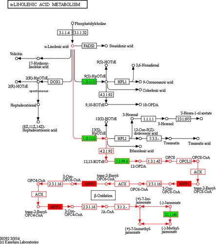 Figure 3. α-Linolenic acid metabolism. Biosynthesis process is marked in red.