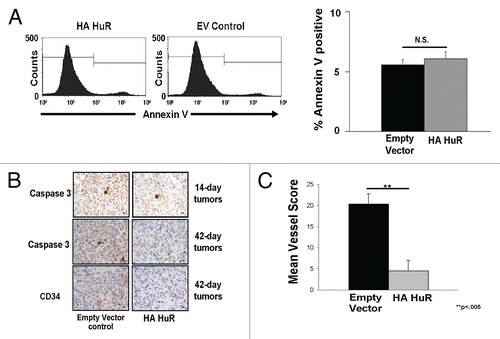 Figure 5 Tumors overexpressing HA-HuR have no increases in apoptosis but decreased blood vessel formation compared to control. (A) Annexin V staining reveals similar amounts of cells undergoing apoptosis between cells overexpressing HA-HuR and EV control cells. (B) Caspase 3 staining shows no differences in the amount of apoptosis in the EV control tumors compared to HA-HuR tumors harvested 14 days post-inoculation. In the tumors harvested on day 42 post-inoculation, caspase 3 staining showed more apoptotic cells in the EV control tumors compared to tumors overexpressing HA-HuR. CD34 staining shows fewer blood vessels in tumors overexpressing HA-HuR. (B) Quantitation of blood vessels stained (number of vessels per high power field scored) with CD34 indicated significantly fewer blood vessels in the tumors overexpressing HA-HuR. Error bars ± SEM; p < 0.005; in photomicrographs bar = 27 microns. Representative of n = 5 sets of tumors.