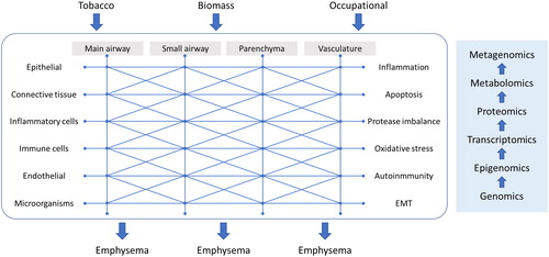 Figure 2. Diagram showing the complex network underlying COPD endotypes. EMT: Epithelial-mesenchymal transition. The diagram represents the complex interrelation between the different anatomical locations, the participating cell types and the biological pathogenetic pathways involved. This complex network means that from exposure to different risk factors, different routes and combinations can be given to reach the same common clinical phenotype as emphysema. In this context, future research should use the omic techniques at each point of the network to understand the different paths that can lead to the same clinical expression.