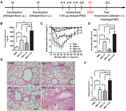 Figure 2 Allergic model mice induced by allergen rBlo t 5–21. (A). Flowchart of induced allergic mice model. After induction of mice allergic model, blood was collected on day 21 to prepare serum for IgE detection (red text). (B). The IgE levels of total serum in mice (n = 5). (C). The temperature change curve (n = 3). (D). Temperature variation curve area statistic chart (n = 3). (E). Mouse lung sections stained with hematoxylin and eosin staining. (F). Statistical chart of lung cell infiltration score in mice (n = 5). *, p < 0.05; **, p < 0.01.