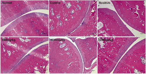 Figure 2. GSZD impact on ankle joint histopathology in CIA model rats visualized by the H&E staining.