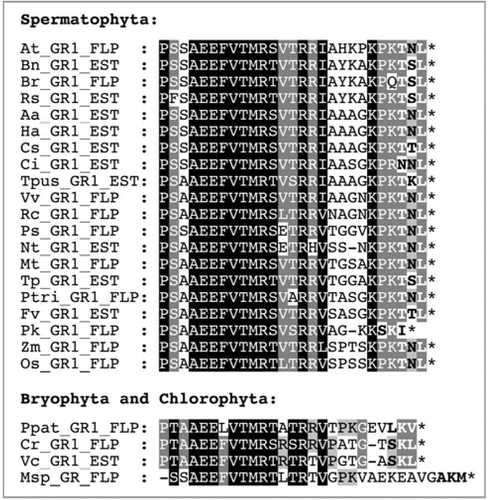 Figure 1 Analysis of PTS1 conservation in plant GR1 homologs. Sequences of full-length protein (FLP) plant GR1 homologs or ESTs (“EST”) were identified by BLAST and phylogenetic analysis, aligned by ClustalX, and conserved residues were shaded by Genedoc. In addition to spermatophyta, homologs from bryophyta and chlorophyta were analyzed for PTS1 conservation. For a phylogenetic analysis of the full-length proteins, see also Supplementary Figure 1. The species abbreviations are as follows: Aa, Artemisia annua; At, Arabidopsis thaliana; Bn, Brassica napus; Br, Brassica rapa; Ci, Cichorium intybus; Cr, Chlamydomonas reinhardtii; Cs, Cynara scolymus; Fv, Fragaria vesca; Ha, Helianthus annuus; Msp, Micromonas sp. RCC 299; Mt, Medicago truncatula; Nt, Nicotiana tabacum; Os, Oryza sativa; Pk, Picrorhiza kurrooa; Ppat, Physcomitrella patens subsp. patens; Ps, Pisum sativum; Ptri, Populus trichocarpa; Rc, Ricinus communis; Rs, Raphanus sativus; Tp, Trifolium pratense; Tpus, Triphysaria pusilla; Vc, Volvox carteri f. nagariensis; Vv, Vitis vinifera; Zm, Zea mays.