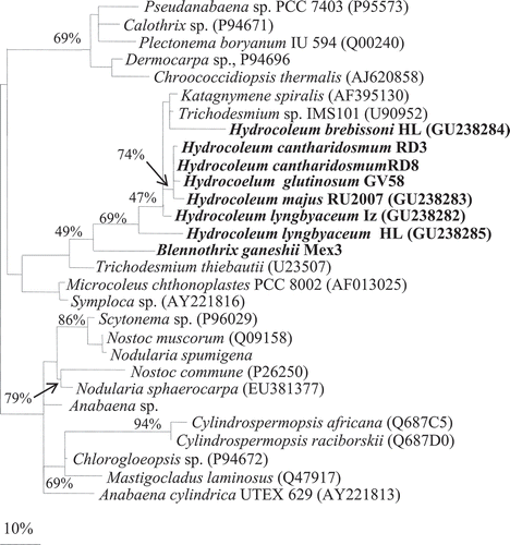 Fig. 22. Phylogenetic tree of nifH gene based on ML methods from four selected populations from the present study of Hydrocoleum: H. lyngbyaceum IZ, H. lyngbyaceum (NHN), Hydrocoleum majus RU2007 and Hydrocoleum brebissonii (NHN) together with three other nifH sequences from Hydrocoleum populations from New Caledonia (Abed et al., Citation2006) and Blennothrix ganeshii population from Mexico. The scale bar shows 10% sequence divergence. Sequences obtained in this study are marked in bold.