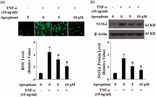 Figure 4. The neurokinin-1 receptor (NK-1R) antagonist aprepitant ameliorates TNF-α-induced reactive oxygen species (ROS) production and NOX-4 expression in FLSs. FLSs were incubated with 10 ng/ml TNF-α in the presence or absence of aprepitant (5, 10 μM) for 24 h. (a). ROS generation was determined by DCFH-DA assay; Scale bars, 100 μm; (b). NOX-4 expression was determined by Western blot analysis (*, #, $, p < .01 vs. previous column group).