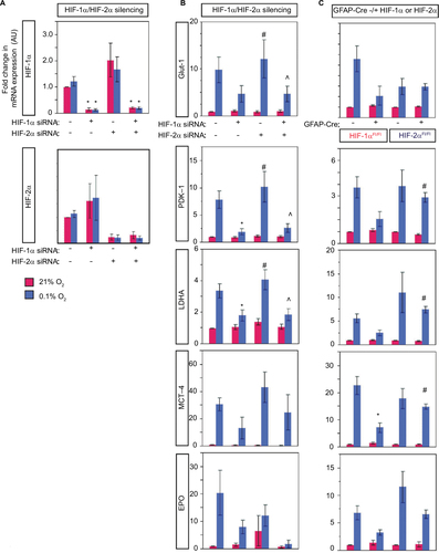 Figure 9 Astrocyte HIF-2α does not target genes involved in metabolism and EPO induction in vitro.