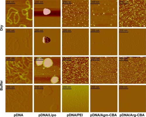 Figure 2 Atomic force microscopy images of Gua-SS-PAA complexes and naked pDNA in dry form or in buffer system.Notes: Agm-CBA and Arg-CBA were complexed with pDNA at a weight ratio (pDNA:polymer) of 1:48; each image represents a 2×2 μm scan. Dry, complexes measured in a dry state; Buffer, complexes measured in HEPES buffer solution.Abbreviations: Gua, guanidino; SS, disulfide; PAA, poly(amidoamine); pDNA, plasmid DNA; Agm, agmatine; CBA, N,N′-cystamine bisacrylamide; Arg, arginine; Lipo, Lipofectamine 2000; PEI, polyethylenimine.