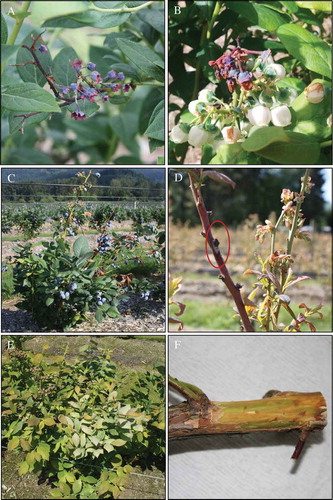 Fig. 1 (Colour online) Symptoms expressed by blueberry plants infected with P. vaccinii. (a) Twig blight on ‘Aurora’; (b) blossom blight; (c) stem necrosis and dieback; (d) stem canker; (e) silvery leaf; (f) internal tissue discolouration on ‘Draper’.