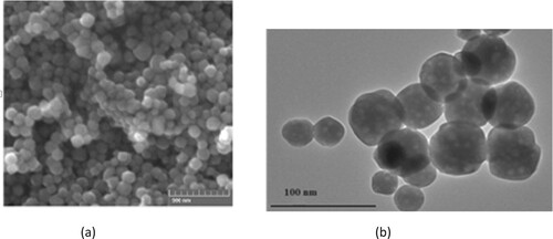 Figure 4. (a) SEM and (b) TEM images of the precipitated nanoparticles obtained with Hibiscus plant extract.