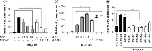 Figure 1. Mesenchymal stem cells, mesenchymal stem cell-derived neural progenitors and mesenchymal stem cell-derived neural progenitor-secreted factors attenuate BV-2 proinflammatory activation.Mouse BV-2 microglia cells were stimulated with (A) IFN-γ and lipopolysaccharide (proinflammatory phenotype) or (B) IL-4 and IL-13 (proregenerative phenotype) either alone or with an increasing ratio of human MSCs or MSC-NPs to BV-2 cells. Relative mRNA levels of (A) mouse Ccl2 and (B) mouse Arg1 in BV-2 cells were determined by qPCR. (C)Ccl2 gene expression in BV-2 cells stimulated with IFN-γ and lipopolysaccharide either alone (BV2 media control), in the presence of unconditioned medium (NPMM), or in the presence of conditioned medium (NPCM) from six individual MSC-NP cell lines (NPCM1–6). All data are representative of at least two experiments. Values represent mean ± standard deviation.*p < 0.05; ***p < 0.001; ****p < 0.0001.MSC-NP: Mesenchymal stem cell-derived neural progenitor; NPCM: Neural progenitor-conditioned medium; NPMM: Neural progenitor maintenance medium.