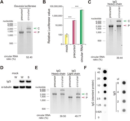 Figure 2. Recombinant protein expression from circRNA synthesized by splint DNA ligation method. (A) A circRNA containing CVB3 IRES and Gaussia luciferase gene was formed from linear precursor RNA. Both precursor RNA and circRNA were visualized and quantified on an E-Gel EX 2% agarose gel. (B) Protein products from precursor RNA and circRNA were measured by luciferase assay. The relative luciferase values on the y-axis are a logarithmic scale. (C) circRNA containing an IgG heavy chain (HC) gene was generated by the splint DNA ligation method and transfected with 293T cells. (D) IgG HC protein was measured by western blot. (E) The circ RNAs containing CVB3 IRES and IgG HC gene as well as CVB3 IRES and IgG light chain (LC) gene, were generated from their respective linear precursor RNAs. Both precursor RNAs and circRNAs were visualized and quantified on an E-Gel EX 2% agarose gel. (F) Secreted IgG product amounts from circRNA. circRNAs expressing IgG HC and LC genes were co-transfected with 293T cells, and the cell culture media was collected at 48 h post-transfection. Secreted IgG was measured using dot-blot analysis. The left image is the dot blot result of the indicated amounts of IgG as a standard protein. The right image is the dot blot results showing the IgG produced from the circRNA in 293T-grown media. A total of 1.43 μg/ml of IgG in the right image was produced compared to the standard protein (left). The experiments were performed in duplicate. Data shown as mean ± s.d; indicated P value by two-tailed t-test. C, circular RNA; P, precursor RNA; W, whole cell; S, soluble fraction.