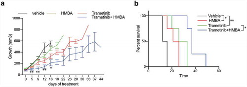 Figure 4. Treatments in vivo of C6 glioma with HMBA (2.5% HMBA in drinking water), trametinib (0.5 mg/kg mouse mixed in food) or combination. a) Tumour volumes over time with respective treatment. Significance of curve comparisons (asterisks) are made for vehicle and trametinib+HMBA treated mice. b) Survival curve indicating the elapsed time for tumours in the different treatment to reach ethical size limit, n = 4 in each group