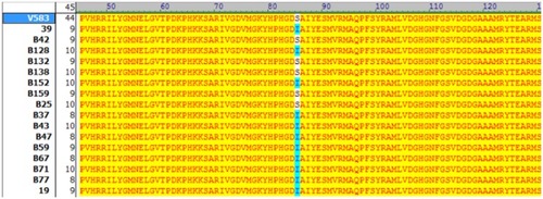Figure 1 Amino acid sequences of QRDR domain of gyrA in ciprofloxacin-resistant Enterococcus faecalis isolates with different MIC values. The amino acid substitutions are marked with different colors. Sequences of gyrA were compared with reference sequence (E.feacalis V583) using Vector NTI AdvanceTM 10. Amino acids identical to the corresponding reference sequence are indicated by yellow color. S=Serine (Ser); I=Isoleucine (Ile); L=Leucine (Leu); R=Arginin (Arg); Y=Tyrosine (Tyr); F= Phenylalanine (Phe); D= Aspartic acid (Asp); N= Asparagine (Asn); T= Threonine (Thr); K= Lysine (Lys).