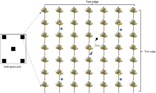 Figure 3. Sampling design. Black boxes: subplots; yellow dots: yellow sticky traps; blue dots: pitfall traps; black dots: pan traps. The dashed line next to the trees represents the minimum distance between the pan trap and the pitfall trap.