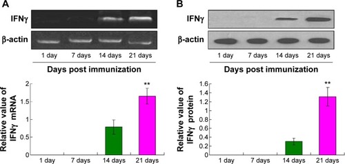 Figure 5 IFNγ mRNA (A) and protein (B) expression in the TG tissues from day 1 to day 21 post immunization.