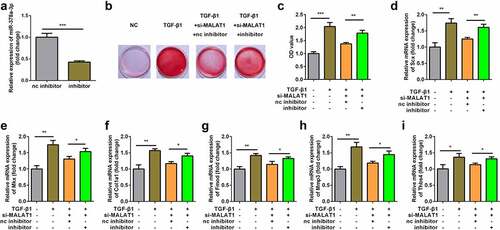 Figure 5. Knockdown of miR-378a-3p reversed the effect of si-MALAT1. (a) Transfection efficiency of si-MALAT1 miR-378a-3p inhibitor. (b, c) Sirius Red staining and OD value measurement of TDSCs on day 7 after si-MALAT1 and miR-378a-3p inhibitor transfection. (d-i) RT-qPCR was conducted to measure the expressions of SCX, Mkx, COL1a1, Fmod, Mmp3 and Thbs4 after si-MALAT1 and miR-378a-3p inhibitor transfection. *P < 0.05, **P < 0.01, ***P < 0.001.