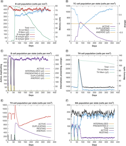 Figure 5. Simulation of human immune response against the multiepitope vaccine. (A) B-cell population. (B) Population of cytotoxic T cells per state. (C) Population of B cells per state. (D) Helper T-cell population. (E) Population of helper T cells per state. (F) Macrophages population per state.