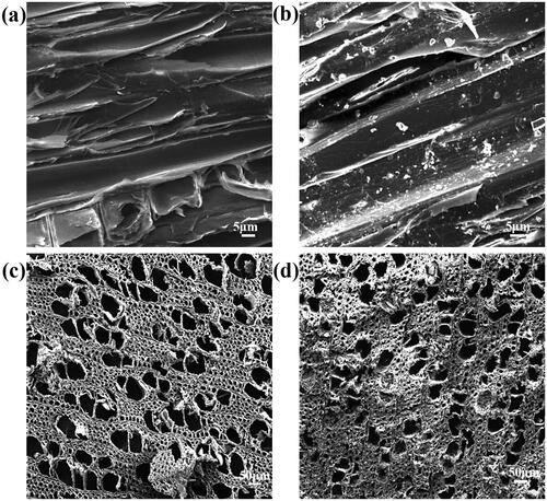 Figure 2. SEM micrographs of the radial (a) and transverse (c) sections of poplar wood. SEM micrographs of the radial (b) and transverse (d) sections of modified wood.