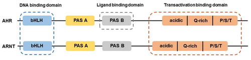 Figure 1. Structures of AHR and ARNT. AHR and ARNT belong to the family of basic helix-loop-helix-Per-ARNT-Sim (bHLH-PAS) proteins. AHR contains a bHLH, a PAS, and transactivation domain. The transactivation domain is divided into three modular transcriptional domains, namely, an acidic region enriched with glutamic and aspartic acid residues, a glutamine-rich region (Q-rich), and a P/S/T region rich in proline/serine/threonine residues. ARNT has the similar structure with AHR. The function of each domain is illustrated above