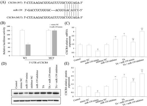 Figure 7. CXCR4 was a direct target of miR-139. (A) miR-139 binding site in the 3′-UTR of CXCR4 predicted by bioinformatics analysis. (B) The luciferase activity assay. (C) CXCR4 mRNA expression. (D) and (E) CXCR4 protein expression. The GES-1 cells were pretreated with TA used alone or combined with the miR-139 mimics and miR-139 inhibitor. The data are indicated as the mean ± SD (n = 5). #p < 0.05, ##p < 0.01 compared to the mimic NC group; *p < 0.05, **p < 0.01 compared to the inhibitor NC group; †p < 0.05, ††p < 0.01 compared to the control group; △p < 0.05, △△p < 0.01 compared to the TA group.