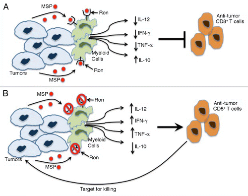 Figure 1. RON signaling suppresses antitumor CD8+ T-cell responses. (A) The binding of cancer cell-derived macrophage-stimulating protein (MSP) to RON stimulated myeloid cells to produce decreased levels of interleukin (IL)-12, interferon γ (IFNγ) and tumor necrosis factor α (TNFα) as well as increased amounts of IL-10. This cytokine profile suppresses antitumor CD8+ T cell responses and enables micrometastatic cancer cells to generate macrometastases. (B) The loss of RON signaling in the host, be it caused by genetic or pharmacological interventions, switches cytokine secretion by myeloid cells to a profile characterized by high levels of IL-12, IFNγ, and TNFα as well as by reduced amount of IL-10. This relieves immunosuppression, potentiating an antitumor CD8+ T-cell response that kills micrometastatic tumor cells.