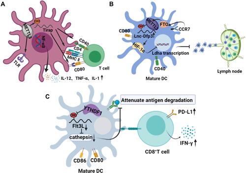 Figure 2 Effects of m6A on the normal maturation and physiological function of DCs. (A) the role of m6A in the maturation of DCs and activation of T cells. The m6A modification of Trap transcription factor in DCs promotes the translation of CD40, CD80, and TLR4 signals on its membrane surface, which not only activates T cells but also enhances the production of cytokines induced by TLR4/NF-κB signals. (B) the role of m6A in the migration of mature DCs. Stimulation of CCR7 activates the HIF-1α transcription factor pathway in DC. m6A modified lnc-Dpf3 directly binds to HIF-1α and inhibits the transcription of HIF-1α-dependent glycolytic gene LDHA, thus inhibiting the glycolytic metabolism and migration ability of DCs. (C) m6A mediated the antitumor effect of DCs. Transcript Flt3L encoding lysosomal protease is labeled with m6A and recognized by YTHDF1, which enhances the translation of lysosomal cathepsin in DCs. However, the deletion of YTHDF1 in classical dendritic cells leads to its inhibition, which significantly enhances the cross-presentation ability of tumor antigen, and makes CD8+T cells highly express PD-L1 and IFN-γ.