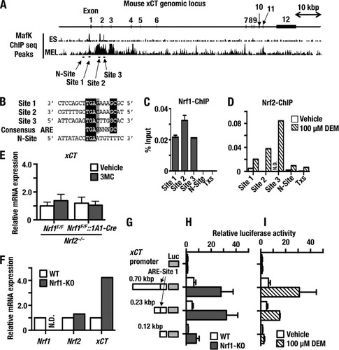 FIG 5 Nrf1 is a direct transcriptional repressor of xCT gene expression. (A) Nrf1 binding sites around the xCT genomic locus predicted from binding sites established for MafK. ChIP-seq profiles of MafK from ES cells (CH12 line) and MEL cells were obtained from the UCSC genome browser (http://genome.ucsc.edu). Significant peaks that cover ARE consensus sequences or negative binding sites are depicted as horizontal black bars and designated site 1, site 2, site 3, and N-site. (B) The ARE/EpRE sequences from predicted Nrf1 binding sites indicated in panel A are aligned. Nucleotides that are conserved between site 1, site 2, site 3, and the N-site are indicated as white letters on a black background. Black letters on a gray background indicate G or C residues that contribute to the ARE/EpRE consensus sequence. (C) ChIP-qPCR experiment performed with MEF cells and an Nrf1-specific antibody. (D) ChIP-qPCR experiment performed with MEF cells treated with DMSO vehicle or DEM (100 μM) for 6 h using an Nrf2-specific antibody. Specific primer sets were employed in qPCRs from precipitated DNA to detect site 1, site 2, site 3, and N-site separately. Txs, a genomic region in the third intron of Txs, was used as a negative control. N.D., below the limit of detection. (E) Nrf2 deficiency abolishes the upregulation of xCT that occurs upon knockout of Nrf1. The xCT mRNA levels were determined in four groups of mice (Nrf1F/F::Nrf2−/−+Vehicle, Nrf1F/F::Nrf2−/−+3MC, Nrf1F/F::Nrf2−/−::1A1-Cre+Vehicle, and Nrf1F/F::Nrf2−/−::1A1-Cre+3MC) by qRT-PCR. (F) Nrf1 deficiency leads to upregulation of xCT. The Nrf1, Nrf2, and xCT mRNA levels were determined in WT or Nrf1-KO MEF cells using qRT-PCR. (G) Schematic illustration of reporter constructs used in panels H and I. (H) Luciferase reporter gene assay to measure xCT transactivation in WT MEF (open bars) or Nrf1-KO MEF (filled bars) cells. WT MEF cells or Nrf1-KO MEF cells were transfected with the xCT reporter constructs depicted in panel E, and transfected cells were harvested 24 h later to determine the resulting firefly luciferase activity. Data were standardized against sea pansy luciferase activity. (I) Luciferase reporter gene activity was measured to assess xCT transactivation in WT MEF cells upon stimulation with DEM. The WT MEF cells were transfected with the xCT reporter constructs depicted in panel G. After 24 h of recovery, the transfected cells were treated with DEM (100 μM) or vehicle control for 12 h. The cells were harvested and firefly luciferase activity determined. Data were standardized for transfection efficiency using sea pansy luciferase activity. Experiments were performed in triplicate. Error bars represent SEM.