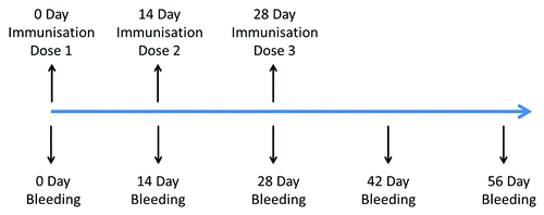 Figure 5. Timeline of cynomolgus monkeys immune procedures.