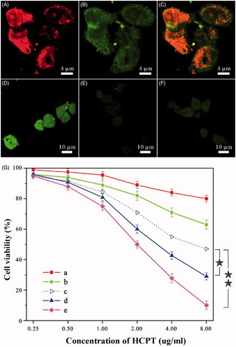 Figure 2. (A–F) Results of intracellular drug delivery in HeLa cells, which were incubated for 8 h at 37 °C. Images A–C, CLSM images of HeLa cells incubated with dual-drug nanoneedles. Nanoneedles were pretreated with FITC for imaging the MTX ingredient. The red (A) and green (B) fluorescent contrasts indicate the presence of MTX and HCPT, respectively. Image C is the combined image of images A and B. Images D–F, CLSM images of HeLa cells incubated with dual-drug nanoneedles (D), HCPT–chitosan nanoneedles (E) and dual-drug nanoneedles in the presence of FA (F). (G) In vitro cell viability of HeLa cells treated with the MTX–chitosan conjugates (a), HCPT–chitosan nanoneedles (b), the theoretical value of MTX–chitosan conjugates and HCPT–chitosan nanoneedles (c), the mixture of MTX–chitosan conjugates and HCPT–chitosan nanoneedles (d) and dual-drug nanoneedles (e) after incubation of 24 h. p < 0.05.