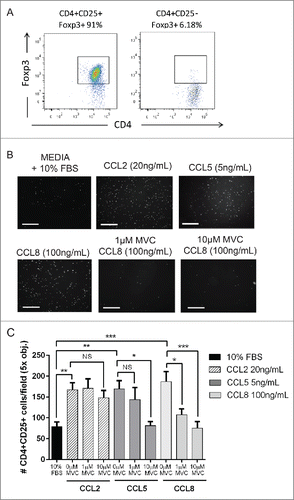Figure 6. Tregs migrate toward CCL8 ex vivo. (A) CD4+CD25+ cells isolated from the spleens of 3 week 4T07 tumor-bearing mice using CD4+ negative selection followed by CD4+CD25+ FACS. CD4+CD25+ are enriched for Foxp3 expression (91%) following 48 h of ex vivo culture with plate bound αCD3, soluble αCD28 and rIL-2. (B–C) Tregs migrate toward CCL2, CCL5, or CCL8. The CCR5 independent ligand CCL2 was used as a positive control for migration. The CCR5-specific inhibitor, Maraviroc (MVC), inhibited the migration of cells toward CCL5 or CCL8. Data show the results from three separate experiments performed either in triplicate or duplicate analyzed using a one-way ANOVA where *p < 0.05, **p < 0.01, ***p < 0.001, NS = not significant. Scale bar = 125 μm.