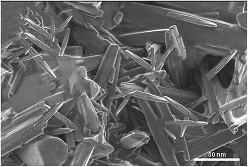 Figure 4. Scanning electron microscopic image of optimized lyophilized nanosuspension (formulation NSS6).