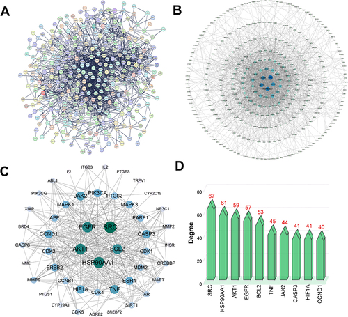 Figure 4 PPI network construction based on Radix Bupleuri’s target genes. (A) PPI network of target genes of Radix Bupleuri in GC. (B) Analyze PPI networks using Cytoscape 3.10 software. The node size is proportional to its degree value. The node color goes from light to dark, and the corresponding degree value gradually increases. (C) 48 core targets of PPI network nodes. (D) Degree values of the top 10 core targets.