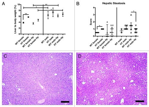 Figure 1. (A) Liver to body weight ratio (%) in the different groups of mice. No liver or body weight was available for three mice in different groups including WT female Hp, HT female, and HT female Hp (*, p < 0.05; **, p < 0.01). (B) Hepatic steatosis scores in the different groups of mice (*, p < 0.05). (C) Normal liver in a hepatitis C virus transgenic male mouse infected with H. pylori (HT male Hp). (D) Mild fatty degeneration in the cytoplasm of centrilobular hepatocytes in a wild-type male mouse infected with H. pylori (WT male Hp). (C and D) bar size 100 µm.