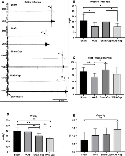 Figure 2 Cystometry and visceromotor response (VMR) recordings of first voiding cycle during saline infusion. (A) Representative recording examples of each group. (B) Alternations in pressure threshold. (C) Alternations in the ratio of VMR threshold/maximum intravesical pressure (IVPmax). (D) Alternations in IVPmax. (E) Alternations in bladder capacity. VT, VMR threshold. *Represents p<0.05. **Represents p<0.01.