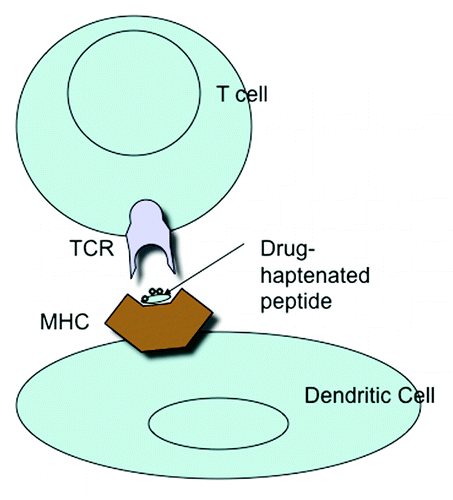 Figure 1. MHC presentation of drug-haptenated peptide to the T cell receptor.