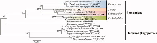 Figure 1. A phylogenetic tree was constructed using the maximum-likelihood method based on complete chloroplast sequence from 16 species. The numbers above the nodes represent the bootstrap support values for each branch.