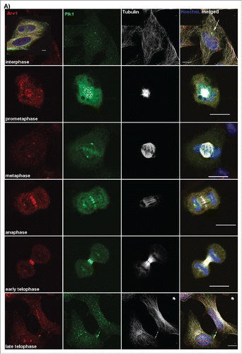 Figure 1. Arv1 localization and expression are regulated according to mitotic progression. HeLa cells (A) grown on coverslips were fixed, permeabilized and stained with antibodies against Arv1 (red), Plk1 (green), Tubulin (white) and Hoechst (blue). Scale bar is 10 μm. (B) HeLa cells were treated with DMSO (vehicle) or 400 ng/ml Nocodazole (Noc) plus/minus 250 μg/ml cycloheximide (CHX) for 18 hours. The expression of Arv1 and Plk1 were determined by Western blotting and the intensities relative to Calnexin (loading control) were calculated using the Odyssey software. The graph represents the average of 3 separate experiments (± S.E), and significant differences are indicated as *p <0.05. (C) Relative expression of Arv1 and Plk1 mRNA of HeLa cells treated with DMSO (vehicle) or 400 ng/ml Nocodazole (18 hours) were determined by quantitative real time PCR. The graphs represent the average of at least 3 independent experiments (± S.E). Significantly different results are indicated (***p < 0.01).