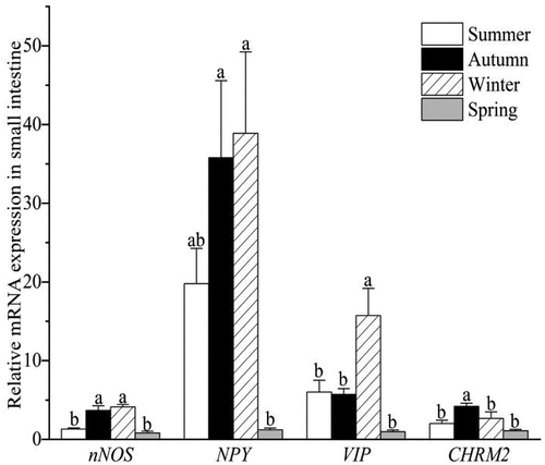 Figure 8. Seasonal variations of gene expression of nNOS, NPY, VIP and CHRM2 in small intestine of ground squirrels. Groups with different letters in each cluster are significantly different (p < 0.05).