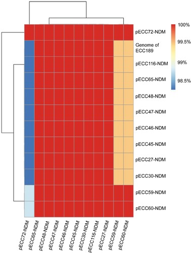 Figure 4. Pairwise comparison of blaNDM-1-carrying plasmids. Twelve blaNDM-1-carrying plasmids are included in the analysis, of which 11 are circularized, and the other one (Genome of ECC189) is analyzed using the draft genome. The similarity between sequences is deﬁned as the coverage of homology regions for query plasmid (row-wise) and subject sequences (column-wise).